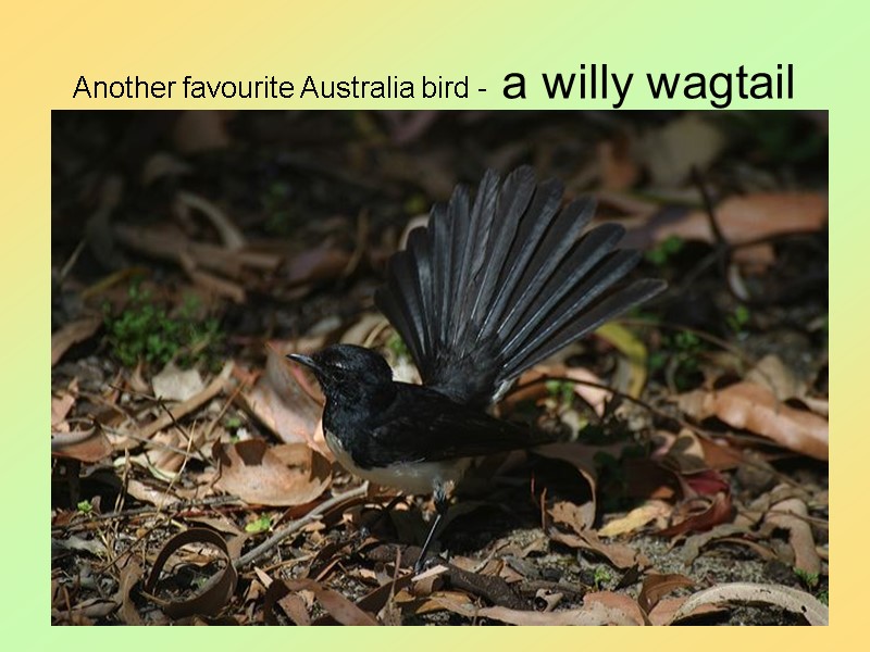40 Another favourite Australia bird - a willy wagtail